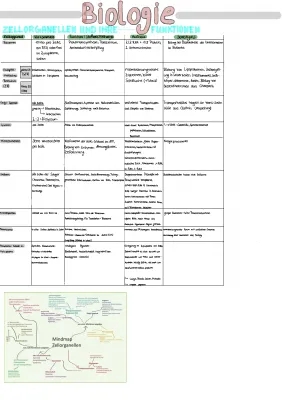 Zellorganellen: Aufbau, Funktionen und Tabelle