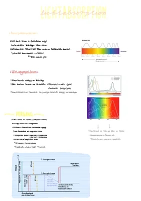 Licht- und Dunkelreaktion in der Photosynthese: Ablauf, Gleichung und Wirkungsspektrum