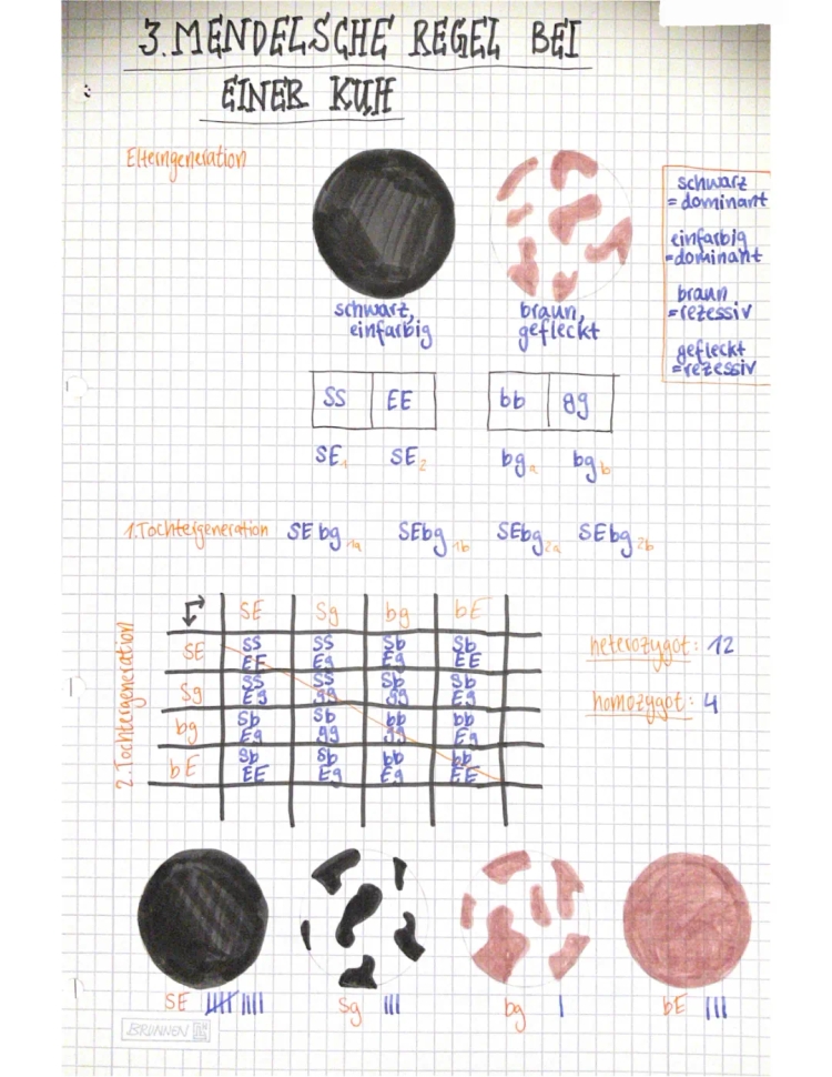 3. Mendelsche Regel bei einer Kuh