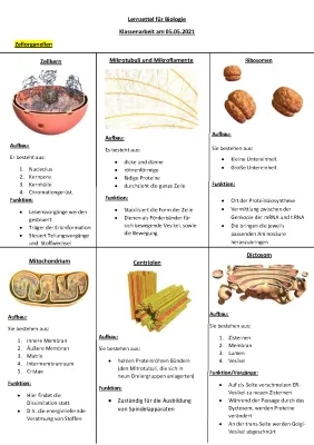 Zellorganellen Funktion Tabelle PDF: Aufbau und Aufgaben der Zelle einfach erklärt