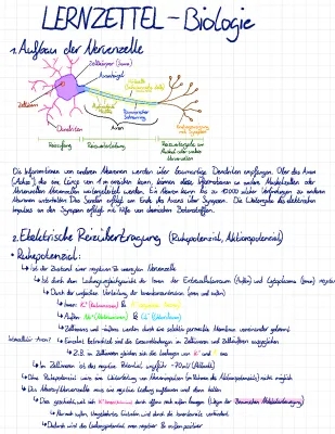 Nervenzelle Aufbau und Funktion: Dendriten, Axon, Aktionspotential einfach erklärt