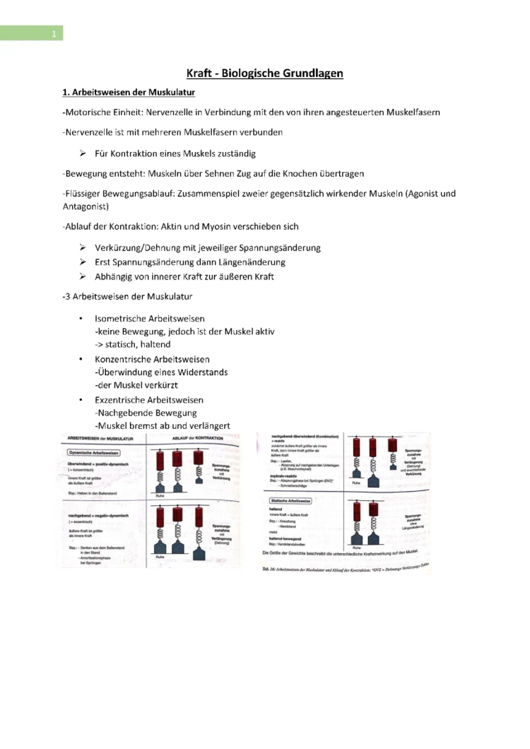 Konzentrische, Exzentrische und Isometrische Arbeitsweisen der Muskulatur erklärt