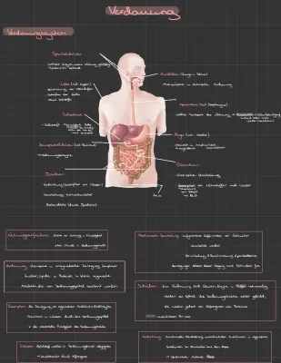 Alles über Enzyme und Verdauung 🌮 - Einfach erklärt