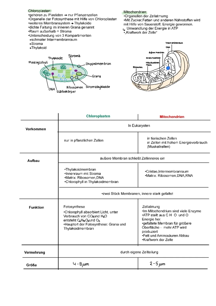 Vergleich Mitochondrien und Chloroplasten: Unterschiede, Gemeinsamkeiten und Funktionen