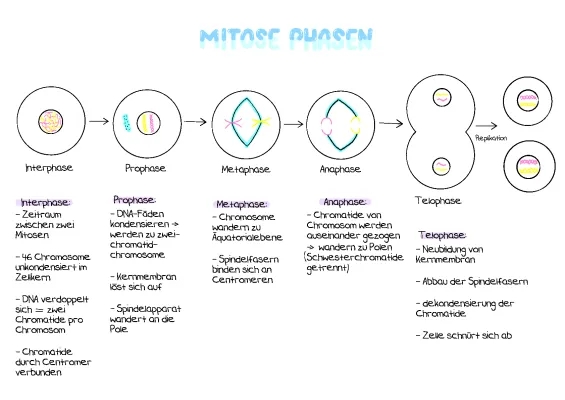 Mitose und Meiose 