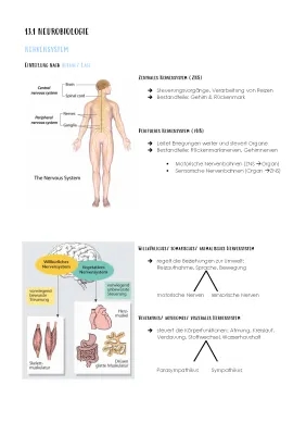 Biologie Abitur 2023: Neurobiologie Themen, BW Aufgaben & Abi-Klausuren