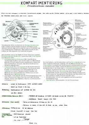 Kompartimentierung Definition, Beispiele & Golgi-Apparat Funktionen für Kinder erklärt