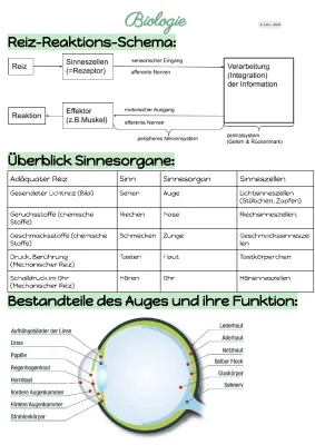 Aufbau und Funktion des Auges: Einfach erklärt und mehr!