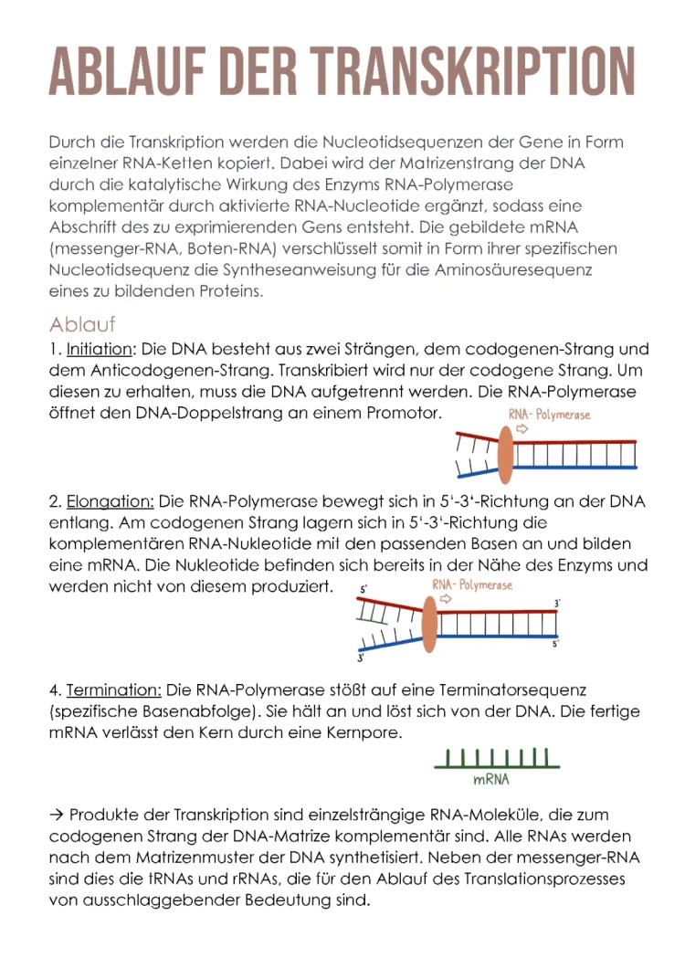 Transkription Ablauf einfach erklärt - Phasen, Initiation, Elongation, Termination