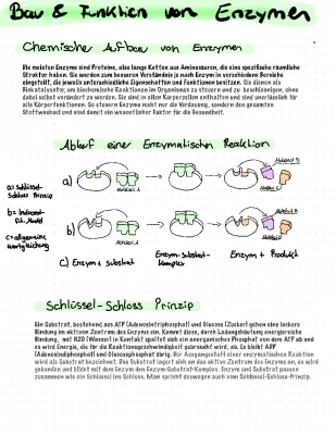 Was sind Enzyme? Aufbau, Funktionen und Beispiele einfach erklärt