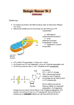 Zellatmung für Kinder: Einfach erklärt mit Mitochondrien und Fotosynthese