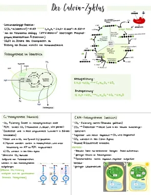 Fotosynthese, Zellatmung, C3 C4 und CAM-Pflanzen, Biologie