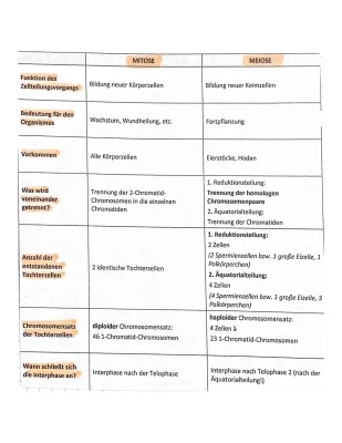 Mitose und Meiose einfach erklärt: Unterschiede und Gemeinsamkeiten