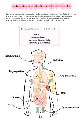 Was ist das Immunsystem? - 5 Schutzbarrieren des Körpers und wie man Schleimhäute stärkt