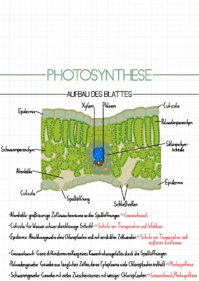 Fotosynthese und Chloroplasten - Alles über Chloroplasten Funktion, Aufbau und Fotoreaktionen