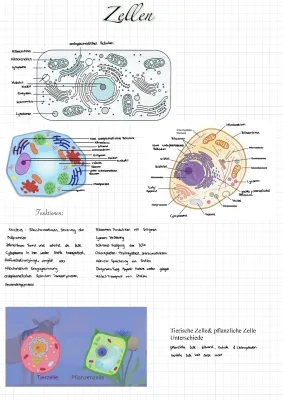 Einfacher Überblick: Pflanzenzelle und Tierische Zelle – Aufbau & Funktion