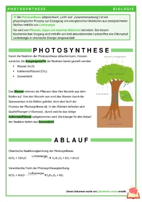 Photosynthese einfach erklärt - Formel, Ablauf und mehr für Kinder