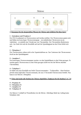 Meiose einfach erklärt für Kinder - Phasen, Prophase 1 und mehr