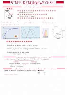 Wie Enzyme und Photosynthese funktionieren: Temperatur, pH-Wert und mehr