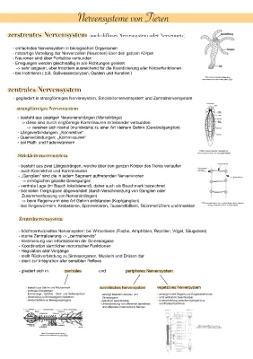 Das Nervensystem einfach erklärt: Vegetativ, Somatisch, Zentral und mehr