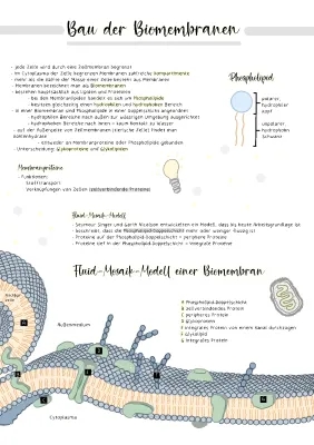 Zellmembran und Biomembran einfach erklärt - Teile, Aufbau und Funktion