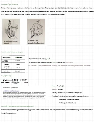 Induced Fit Modell und Schlüssel-Schloss-Prinzip einfach erklärt