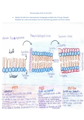 Membranmodelle Arbeitsblatt: Flüssig-Mosaik-Modell, Sandwich-Modell und Mehr