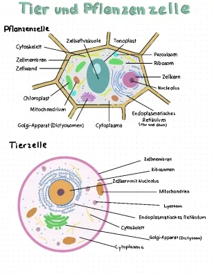 Tier und Pflanzenzellen 