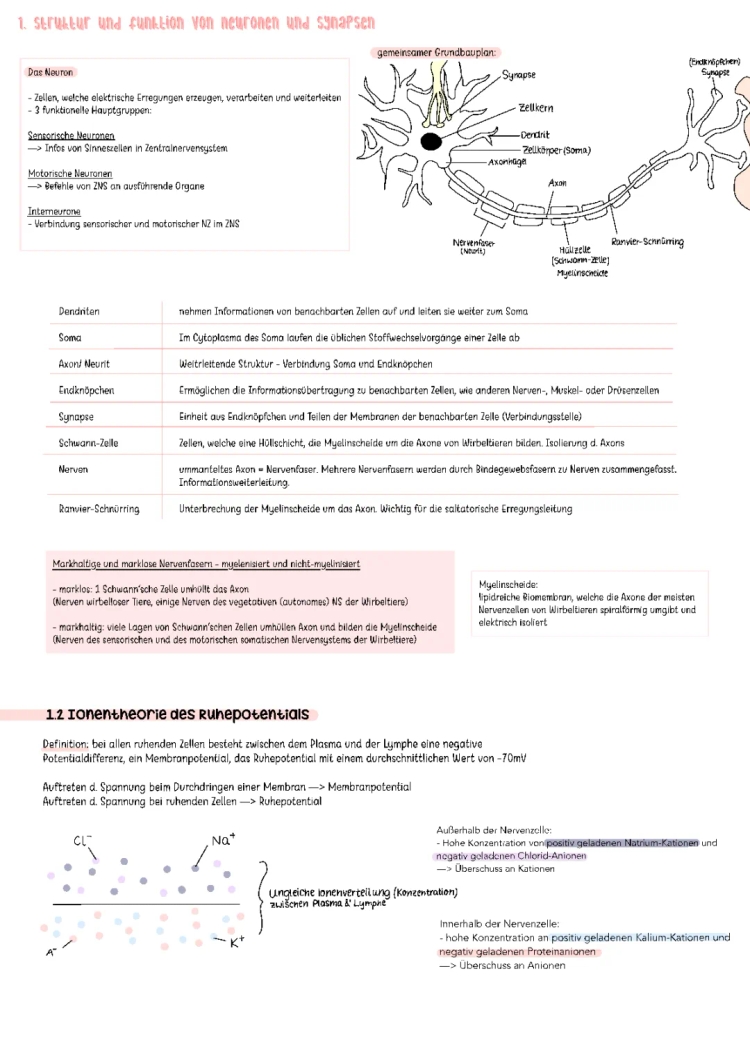 Comprendre les Synapses: Erregende und hemmende Synapsen, Fonction et Exemples