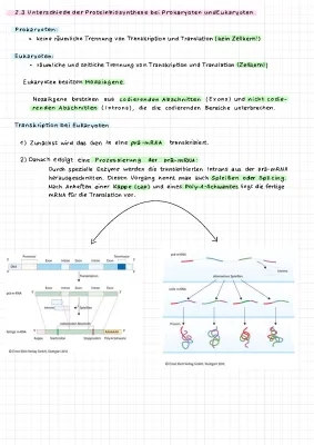 Proteinbiosynthese bei Eukaryoten und Prokaryoten: Unterschiede und Gemeinsamkeiten