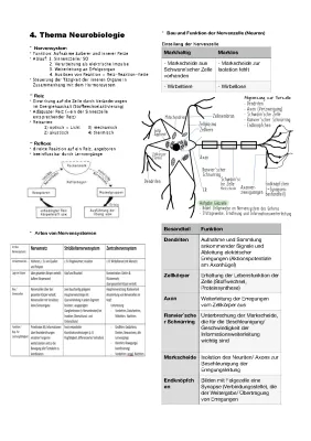 Neurobiologie Abitur PDF - Zusammenfassung für's Abi