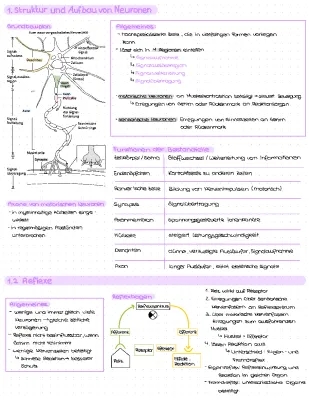 Neurobiologie pour les Enfants - Ruhepotential, Aktionspotential et Plus