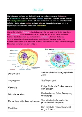 Die Zelle: Aufbau, Funktion, Mehrzeller und Einzeller einfach erklärt