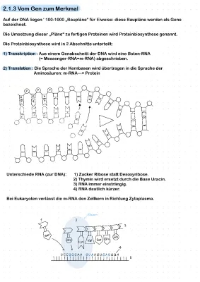 Proteinbiosynthese einfach erklärt: Vom Gen zum Merkmal