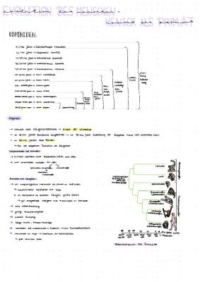 Easy Guide to Human Evolution: Homo Sapiens and Primates