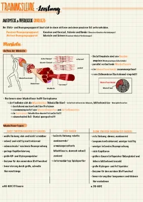 Muskelfasern Typ 1 und 2 - Unterschiede und Funktion einfach erklärt