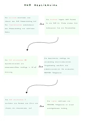 DNA-Replikation: Ablauf einfach erklärt mit Fließdiagramm und Beschriftung