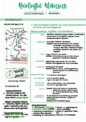 Neurobiologie für Kinder: Nervenzellen, Aktionspotenziale und mehr!