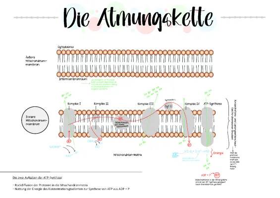 Entdecke die Mitochondrien: Wie die Atmungskette Energie macht!