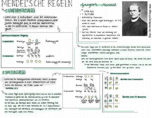 Die Mendelschen Regeln einfach erklärt: 1., 2. und 3. Regel