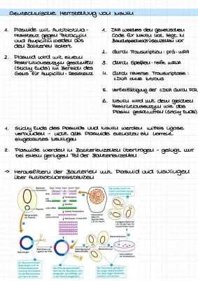 Gentechnische Herstellung Insulin