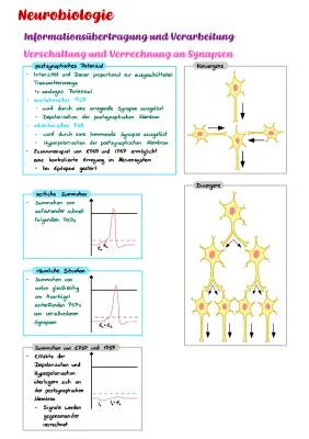 Räumliche und Zeitliche Summation an Synapsen: EPSP und IPSP einfach erklärt