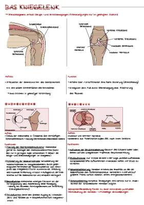 Kniegelenk Anatomie 3D: Sehnen, Muskeln, Bänder und Menisken