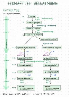 How Cells Turn Sugar into Energy: Exploring Glycolysis, Pyruvate, and the Mitochondria Powerhouse