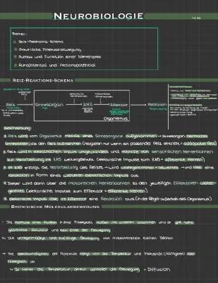 Reiz-Reaktions-Schema und Nervenzelle: Einfache Erklärungen und Aufgaben für die 5. Klasse