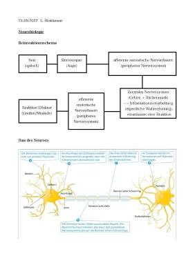 Bioklausur: Reizreaktionsschema und Neuron Aufbau mit Axonhügel und Aktionspotenzialen