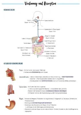 Lernen über Verdauungsorgane: Aufgaben und Funktionen einfach erklärt
