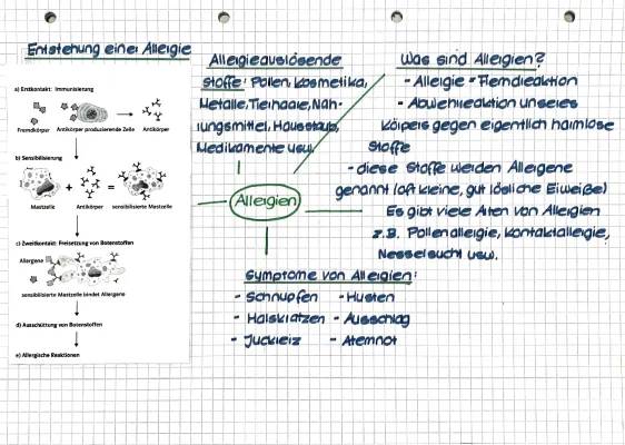 Wie entstehen Allergien einfach erklärt – Häufigste Allergien und Symptome