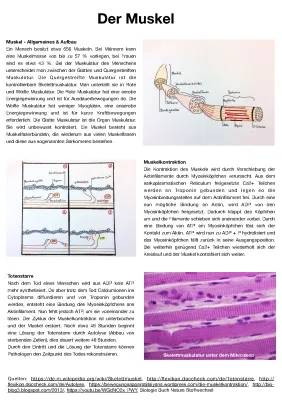 Muskel und Muskulatur Aufbau - Arbeitsblatt für Kinder