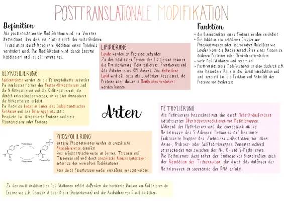 Posttranslationale Modifikation: Einfache Beispiele und Erklärungen für Proteine und Aminosäuren